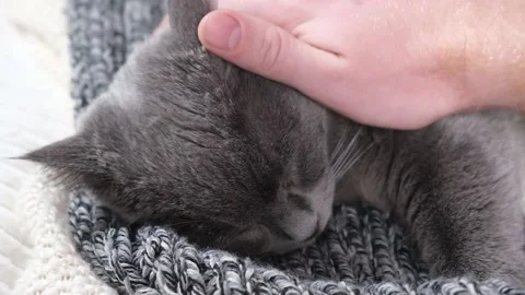 The grey cat Chartreuse sleeps lightly on bed. The cat's daytime nap. Видео 193121012