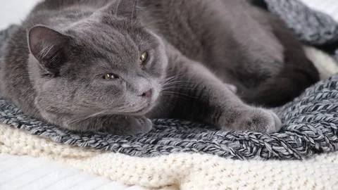 The grey cat Chartreuse sleeps lightly on bed. The cat's daytime nap. Stock Footage 193121872