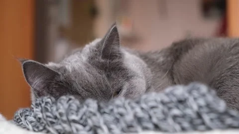The grey cat Chartreuse sleeps lightly on bed. The cat's daytime nap. Stock Footage 194582251