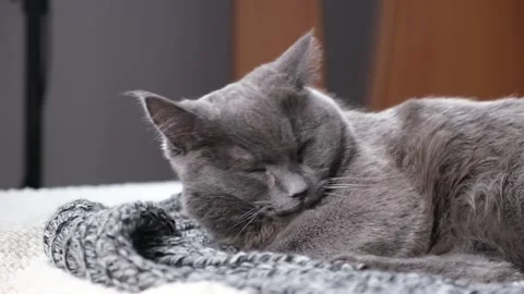 The grey cat Chartreuse sleeps lightly on bed. The cat's daytime nap. Stock Footage 195545229