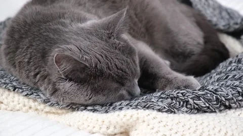 The grey cat Chartreuse sleeps lightly on bed. The cat's daytime nap. Stock Footage 195545259