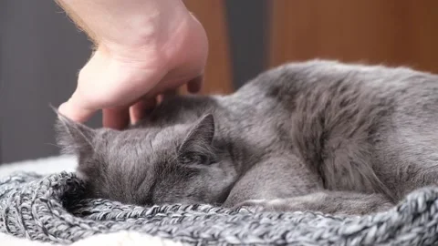 The grey cat Chartreuse sleeps lightly on bed. The cat's daytime nap. Vidéo 197046471