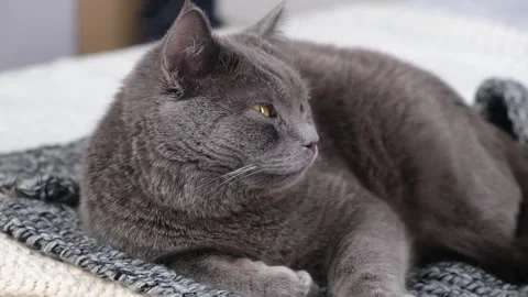 The grey cat Chartreuse sleeps lightly on bed. The cat's daytime nap. Stock Footage 197487549