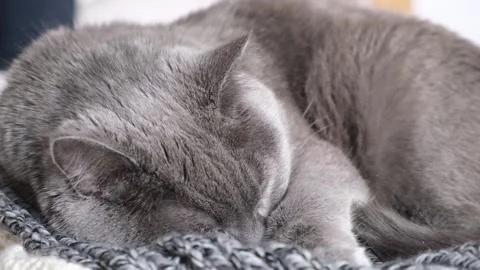 The grey cat Chartreuse sleeps lightly on bed. The cat's daytime nap. Stock Footage 198245514