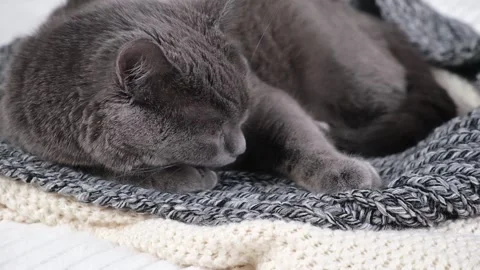 The grey cat Chartreuse sleeps lightly on bed. The cat's daytime nap. Video stock 200649966