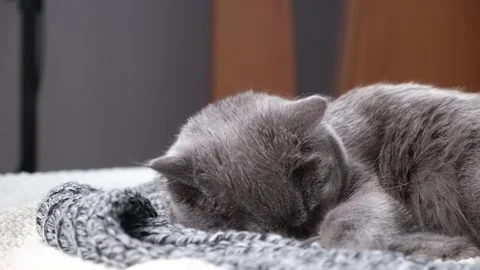 The grey cat Chartreuse sleeps lightly on bed. The cat's daytime nap. Stock Footage 201384525