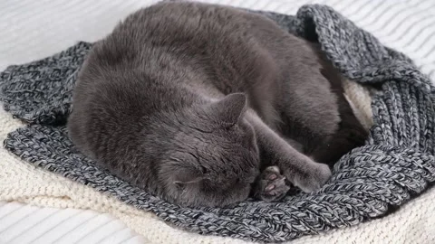 The grey cat Chartreuse sleeps lightly on bed. The cat's daytime nap. Video stock 201384549