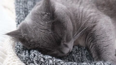 The grey cat Chartreuse sleeps lightly on bed. The cat's daytime nap. 库存影片 201893641