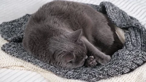 The grey cat Chartreuse sleeps lightly on bed. The cat's daytime nap. Video stock 201893686