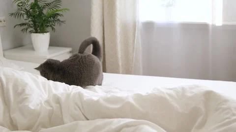 Grey cat chartreux plays with man's hand peeking out from under the blanket Stock Footage 229229028