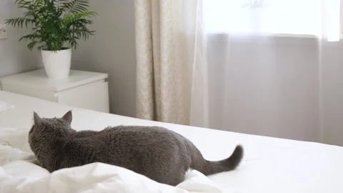 Grey cat chartreux plays with man's hand peeking out from under the blanket Stock Footage 229973045