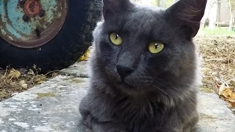 Grey cat closeup Stock-Footage 79161165