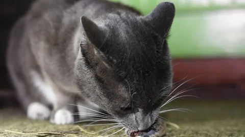 Grey cat in the dark, mouse on the green floor Video stock 106935231