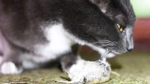 Grey cat in the dark, mouse on the green floor Stock Footage 106935241