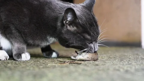 Grey cat in the dark, mouse on the green floor Video stock 106935248
