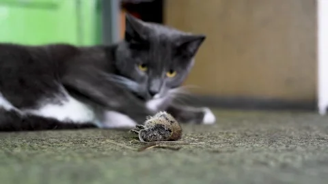 Grey cat in the dark, mouse on the green floor Video stock 106935270