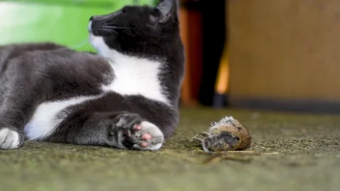 Grey cat in the dark, mouse on the green floor Video stock 106935288