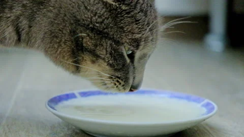 Grey cat drinking milk from a plate, close-up portrait Stock Footage 170460596