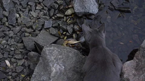 Grey cat drinks water from the river Stock Footage 143466121
