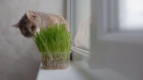 Grey cat eating grass Stock Footage 77230453
