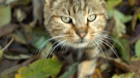 Grey cat eating something hidden behind leaves on the ground in a park. Predator Stock-Footage 121611138