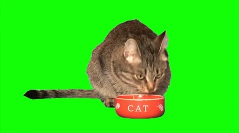 Grey cat eats 02 Stock Footage 10892724