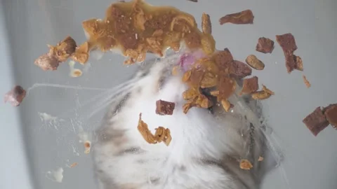 Grey Cat Eats Dinner with Wet Food Stock Footage 317678740