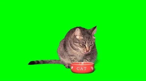 Grey cat eats Stock Footage 10868419