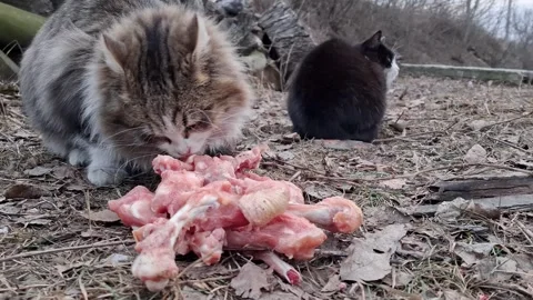Grey cat eats frozen chicken bones. Black cat sits nearby and looks around Stock Footage 310557921