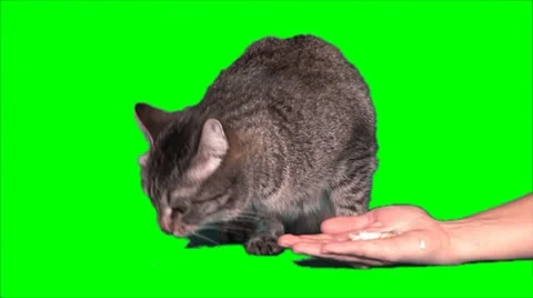 Grey cat eats from hand Stock Footage 8690767