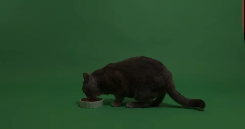 Grey cat eats a wet food Stock Footage 102951411