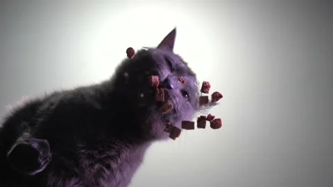 Grey cat eats wet food. View from below. Stock Footage 209659213