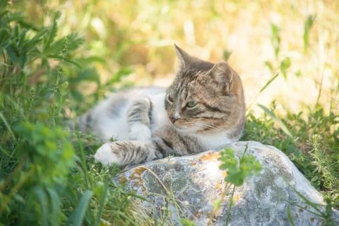 Grey cat is enjoying nature Stock Photos