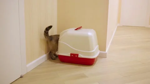 Grey cat enters covered litterbox standing in corner of corridor