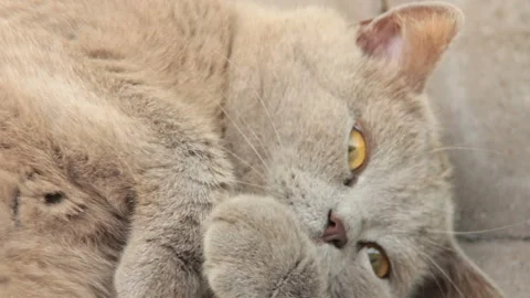 Grey cat eyes Stock Footage 85819560