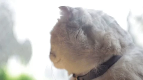 A grey cat face squints in the sunbeams. A pet enjoys the sun. Close-up shooting Stock Footage 103543732