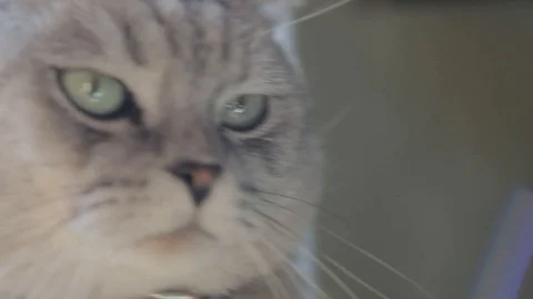 A grey cat face squints in the sunbeams. A pet enjoys the sun. Close-up shooting Stock Footage 103543799