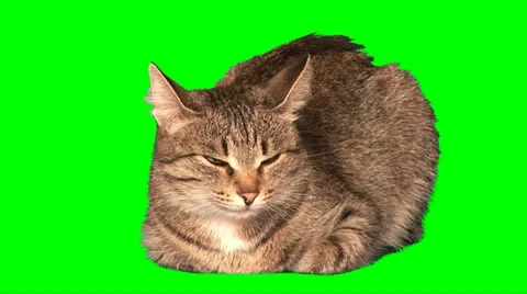 Grey cat Stock Footage 10892750