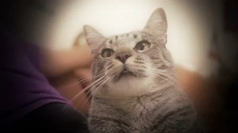 Grey cat 스톡 동영상 45777946