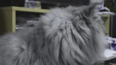 Grey cat Stock Footage 89141603