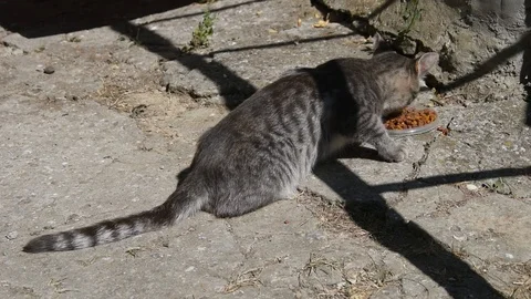 Grey cat Stock Footage 94339438