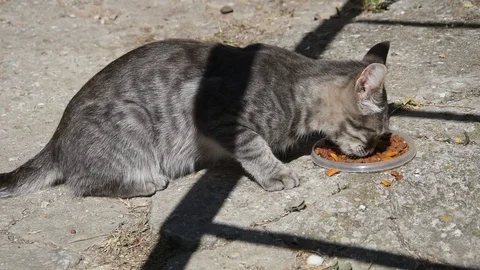 Grey cat Stock Footage 94339769