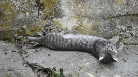 Grey cat Stock Footage 94345486