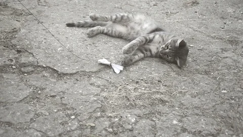 Grey cat Stock Footage 94419581