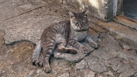 Grey cat Stock Footage 114122039