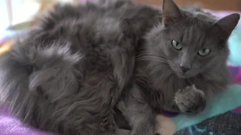 Grey cat Stock Footage 262191641