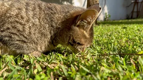 Grey cat Stock Footage 304687518