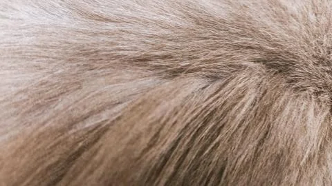 Grey cat fur macro image capturing silky texture and warm shading, useful f.. Stock-Fotos