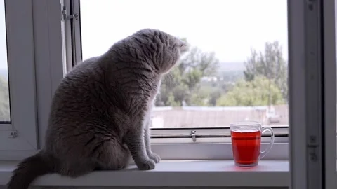 Grey Cat Gazes Out Window Next to Red Drink Stock Footage 316179239