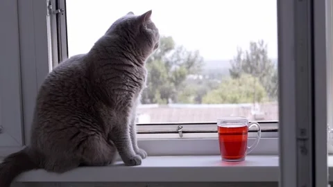 Grey Cat Gazes Out Window by Red Drink Stock Footage 317561469